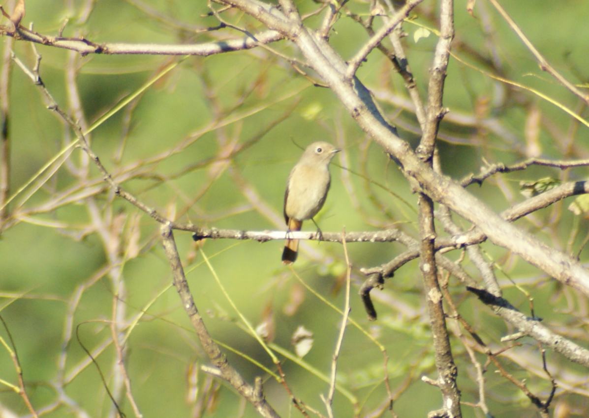 冬鳥がやってきたPart１_a0053771_2038363.jpg