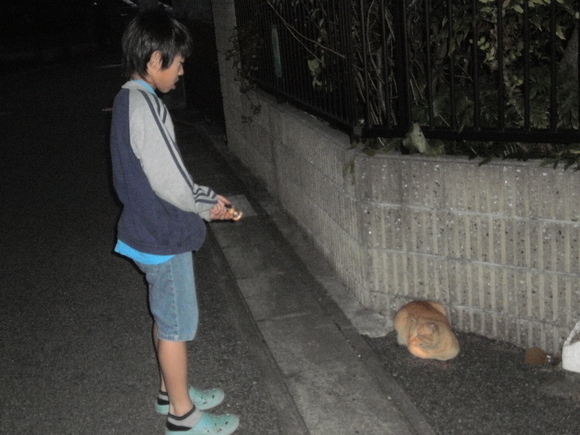 飛び去ったオカメインコを探して「10月28日（金）」_b0155973_9455764.jpg