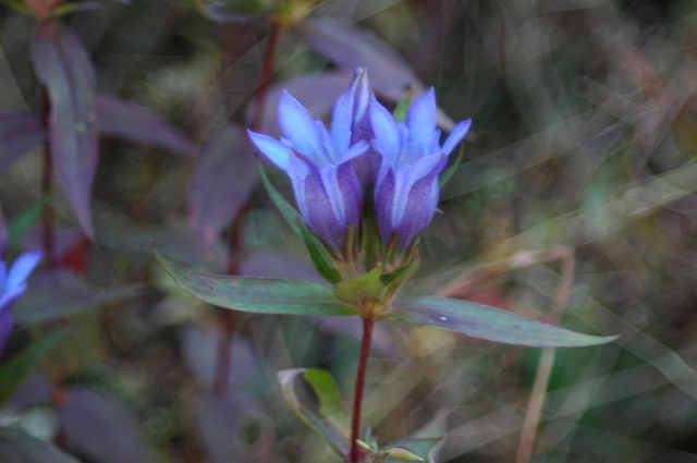 c0212083_2333459.jpg