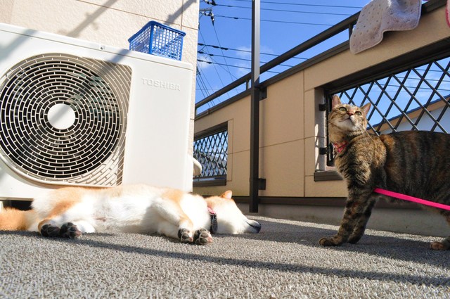 ベランダで日向ぼっこ_a0126590_0413152.jpg