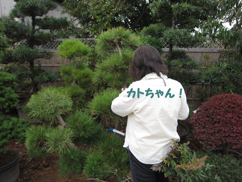 黒松 手入れ 剪定_b0200291_18164021.jpg