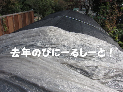黒松 手入れ 剪定_b0200291_18363854.jpg