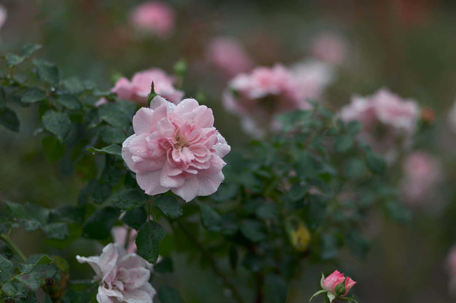 秋薔薇　鶴舞公園_b0126495_2352632.jpg