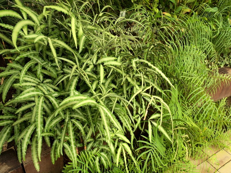 f0175003_16315160.jpg