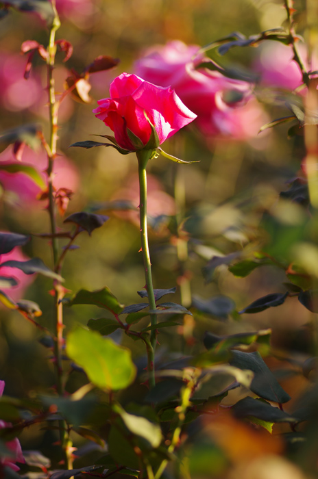 2011年　神代植物公園秋ばら　１_b0151409_2361011.jpg