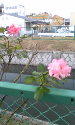 c0180209_1844961.jpg