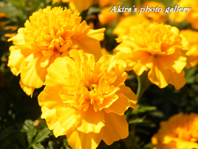 a0042211_1745471.jpg