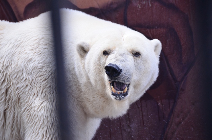 ロシア・ペルミ動物園のアンデルマ、その日常の姿(3) ~ 遠征での映像より _a0151913_535696.jpg