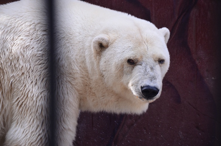 ロシア・ペルミ動物園のアンデルマ、その日常の姿(4) ~ 遠征での映像より _a0151913_5464536.jpg