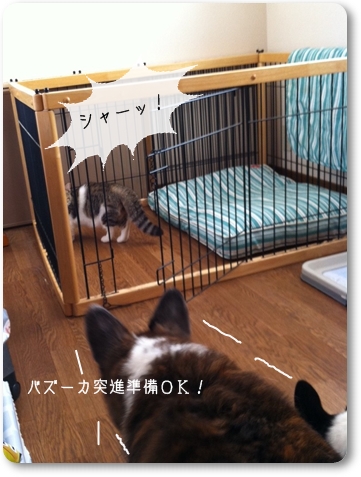 猫さんとの立場、逆転か？シスターズ危うし！_c0222816_232676.jpg