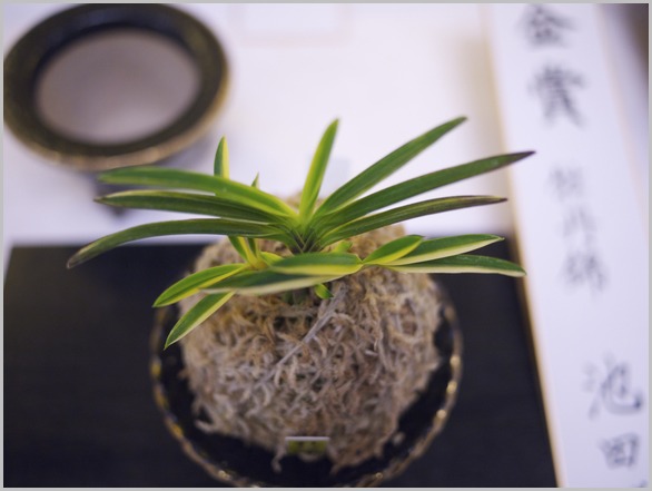 富貴蘭 必見!!出雲宝扇の縞 富貴蘭 必見!!出雲宝扇の縞 富貴蘭 必見