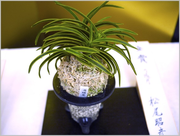 山口富貴蘭会30周年記念大会 で眼に付いた蘭 : □ サムライ