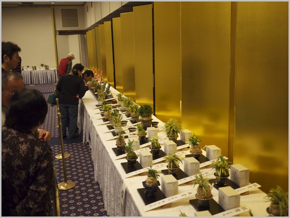 山口富貴蘭会30周年記念大会 で眼に付いた蘭 : □ サムライ
