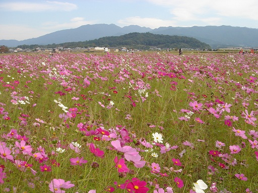 大和三山とコスモス　２０１１・１０・３１_f0000521_740853.jpg