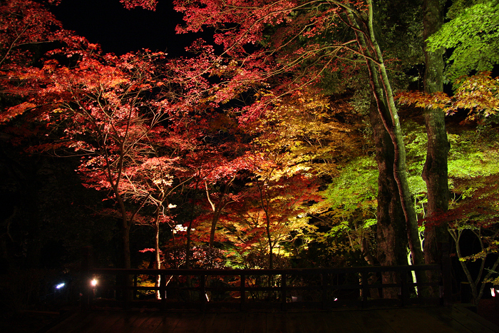 紅葉の高雄巡り －神護寺・ライトアップ（後編）－_b0169330_23252628.jpg