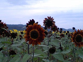 f0210439_1432724.jpg