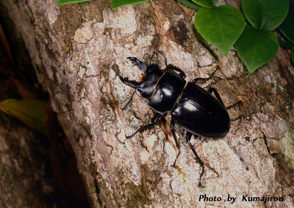 ③ヤエヤママルバネクワガタ 西表島古見