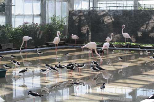 掛川花鳥園 クロエリセイタカシギ オオギバト オオフラミンゴ 浜名湖花図鑑 きっこの花メモリー