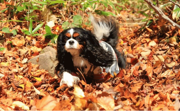 c0145250_956558.gif