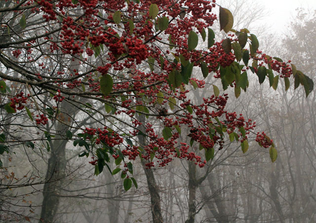 f0147858_1683136.jpg