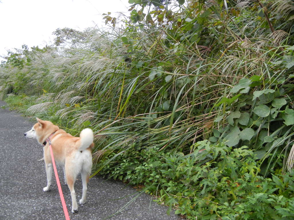 2011年10月31日(月)大人しく静養中6日目!_f0060461_9374688.jpg