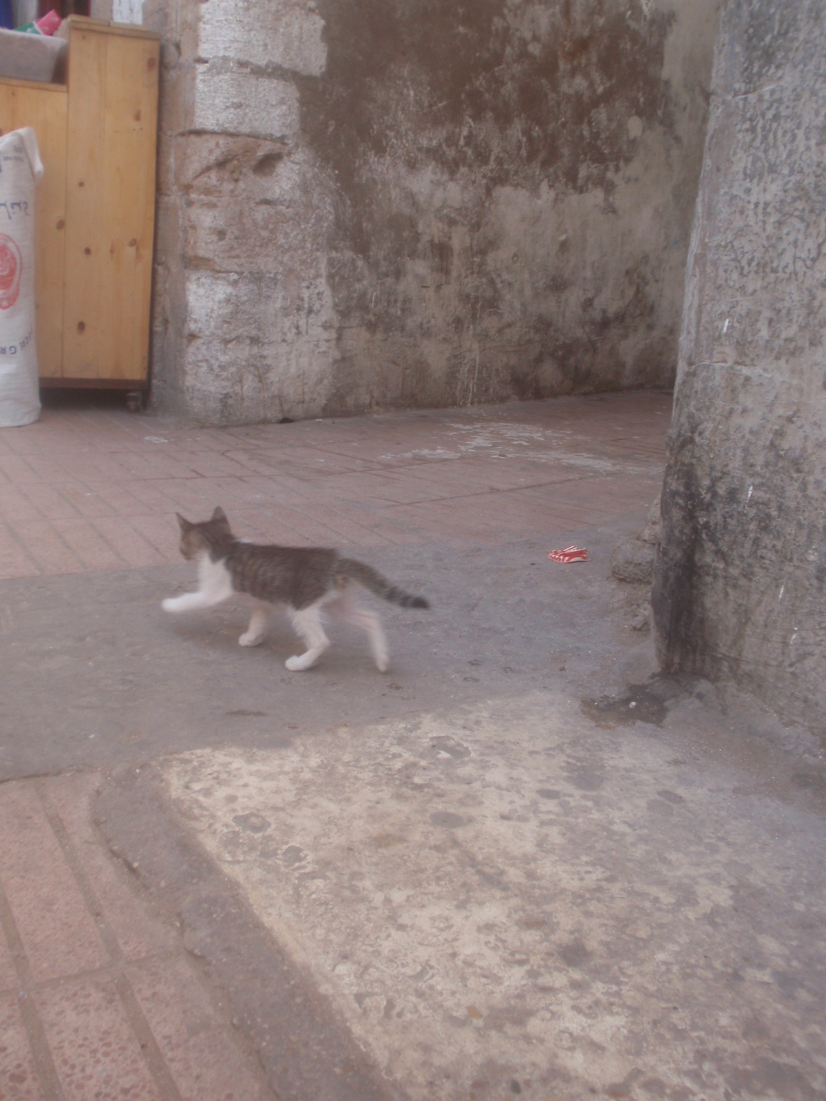 モロッコ旅行 in Essacuira１_e0207973_731284.jpg