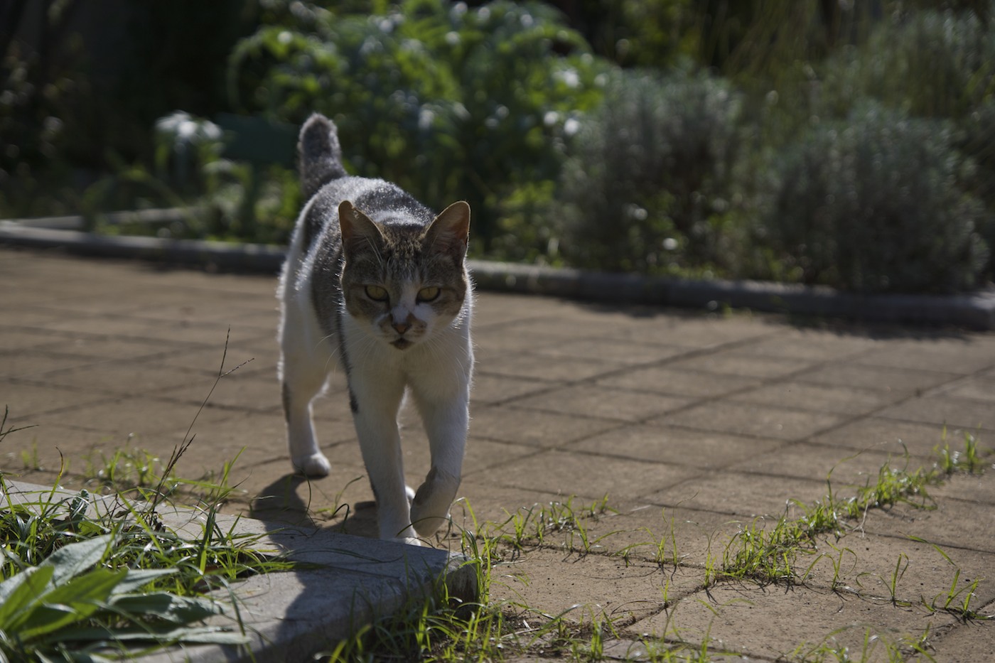 ポカポカねこ日和_f0011273_15144594.jpg