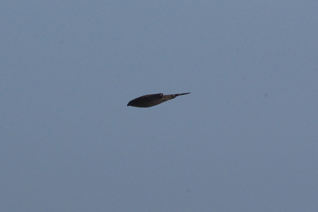 d0181081_083946.jpg
