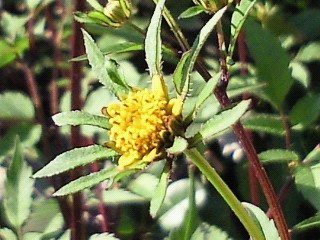 c0208099_18319.jpg