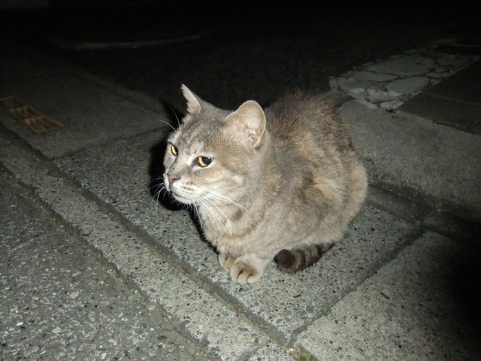 夜の猫_e0256199_22193753.jpg