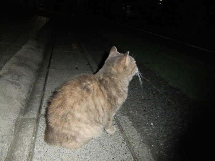 夜の猫_e0256199_2225037.jpg