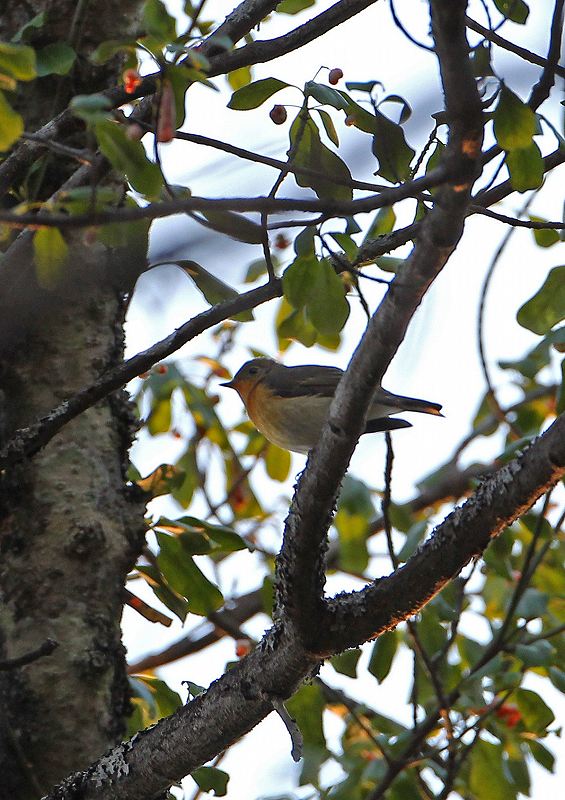 今期初見の野鳥。_a0206701_9323618.jpg