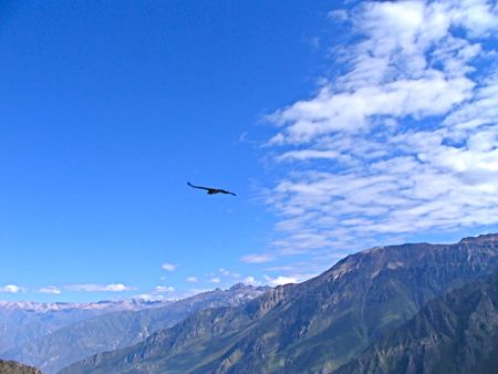 『コルカ渓谷』(Colca Canyon)への『3mコンドル見学』その3_b0051109_6544387.jpg