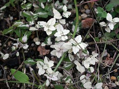 c0190010_189331.jpg