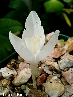 Crocus banaticus var. albus \'Novaks White\'_b0099813_12381291.jpg