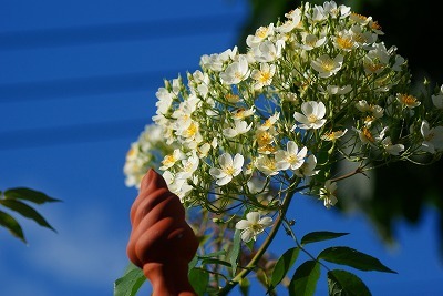 f0170524_17213766.jpg