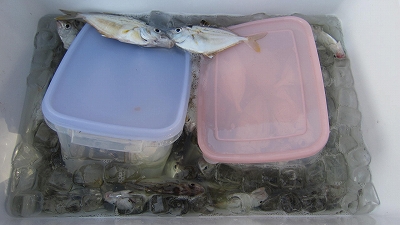 留守中の釣果いろいろ・・・・ チヨコの人生もいろいろ・・・_a0132631_0594428.jpg