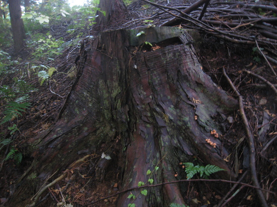 c0073152_21933.jpg