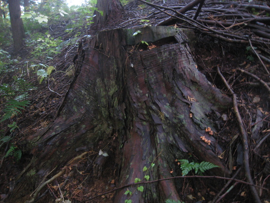 田舎の風景_c0073152_21933.jpg