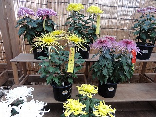 魚沼の菊花展が始まりました_a0084753_1316399.jpg