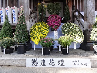 魚沼の菊花展が始まりました_a0084753_13172545.jpg