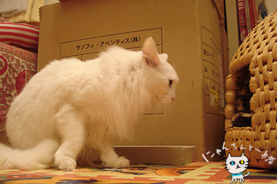 ミミちゃん 十月二十九日_e0031853_23455510.jpg
