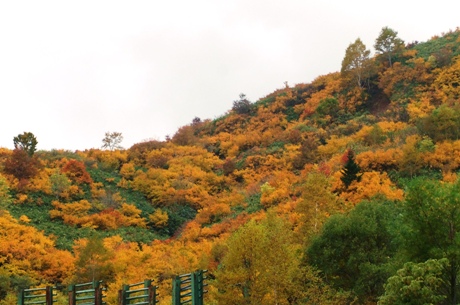 玉川・２０１１・秋　～３日目～_c0127460_1315130.jpg