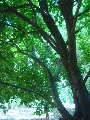 お散歩写真と「囲む会」_f0234165_93529.jpg