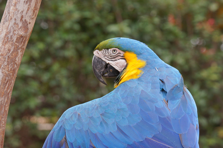 千葉のインコさん達_b0190068_10464297.jpg