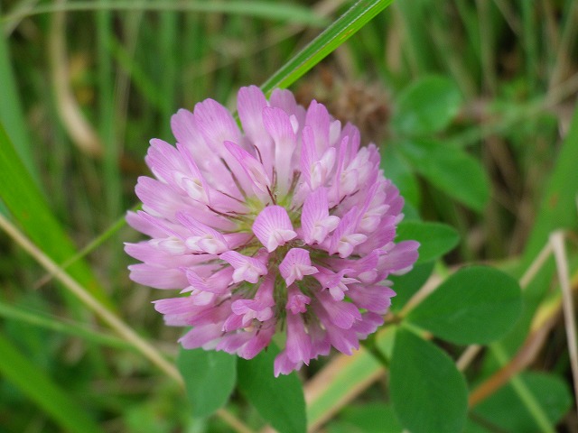紫詰草 ムラサキツメクサ 自然風の自然風だより