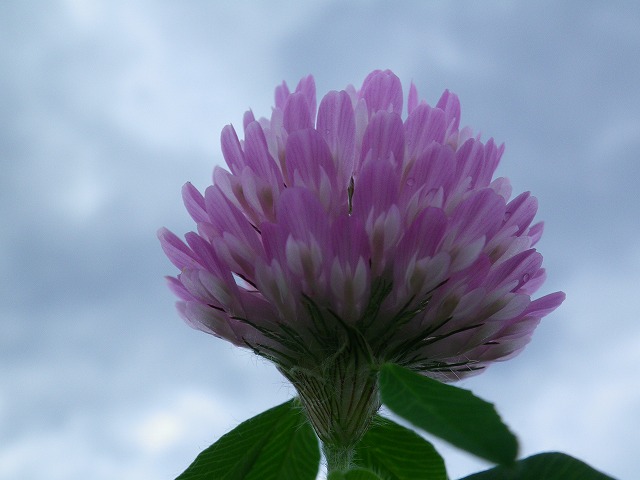 紫詰草 ムラサキツメクサ 自然風の自然風だより