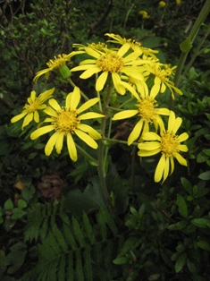 e0251278_1641839.jpg
