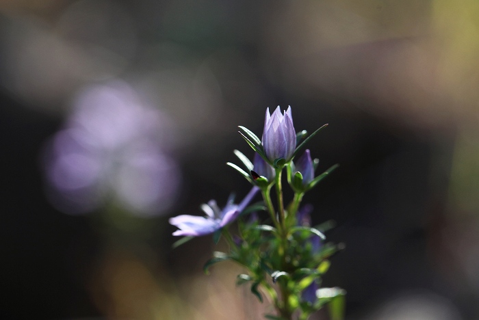 f0000789_06502.jpg
