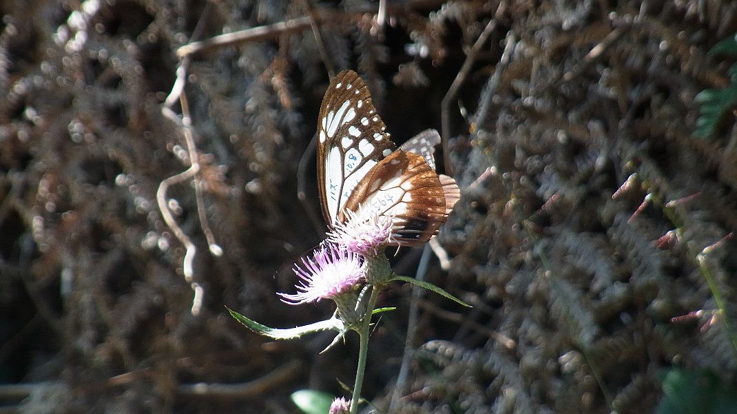 a0152692_17265570.jpg